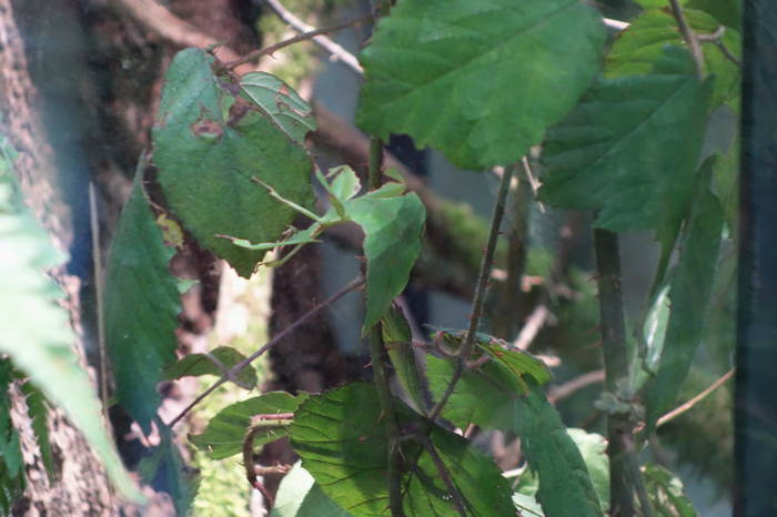 — Phyllie géante de grande taille — Vivarium du zoo de Berne — Berne —